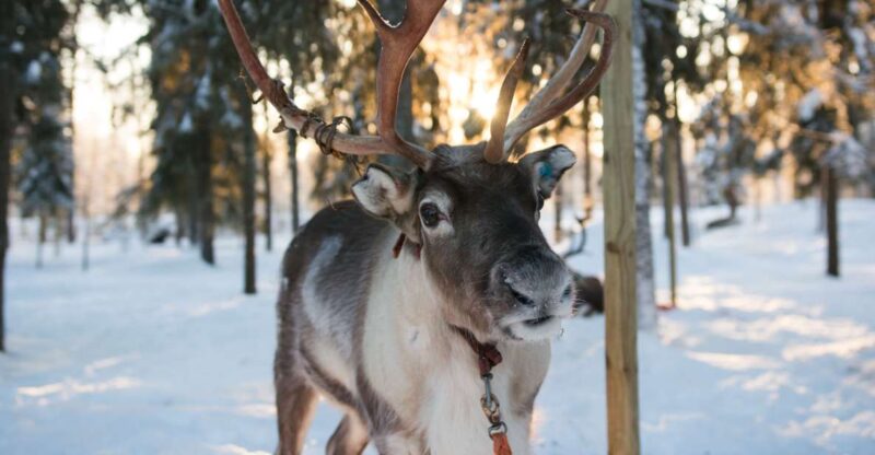 Rovaniemi: Evening Reindeer Safari - Key Points