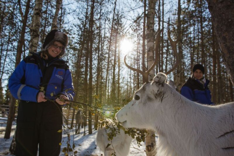 Rovaniemi: Evening Reindeer Safari - The Route Through Arctic Forests and the Northern Lights