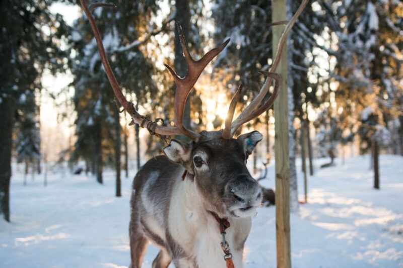 Rovaniemi: Evening Reindeer Safari - Stories and Traditions in the Finnish Kota
