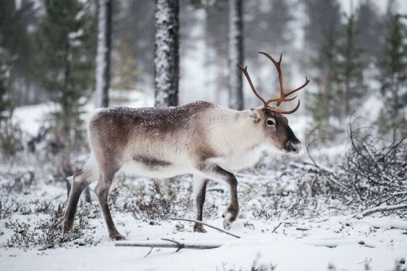 Rovaniemi Expedition "INTO THE WILD" and Glass Igloo Lunch - The Secluded Setting of the Glass Igloo