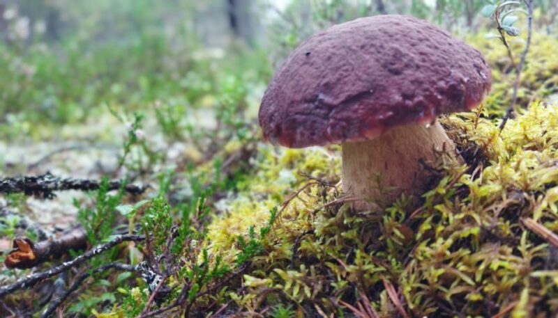 Rovaniemi forest foraging adventure: Pick, Prepare, Savor - Key Points