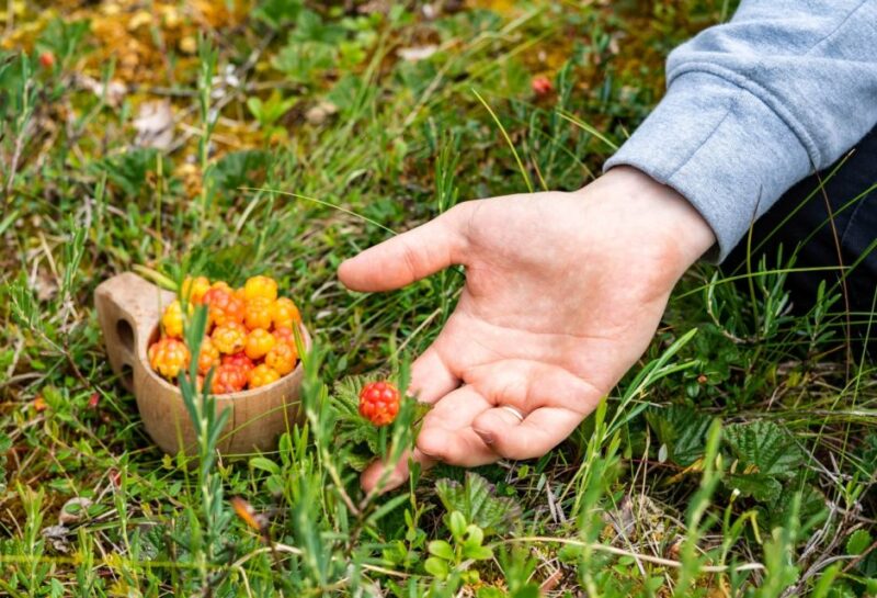 Rovaniemi forest foraging adventure: Pick, Prepare, Savor - Logistics and Group Experience Management