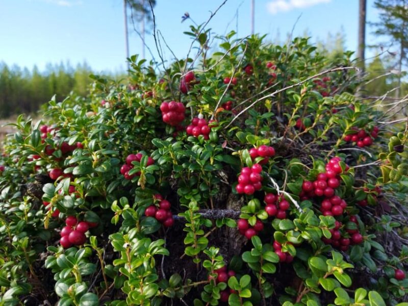 Rovaniemi forest foraging adventure: Pick, Prepare, Savor - Safety and Expert Guidance