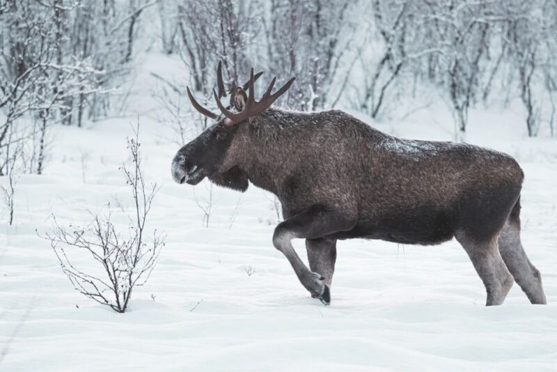 Rovaniemi: Full-Day Highlights Tour with Buffet Lunch - Considerations and Limitations