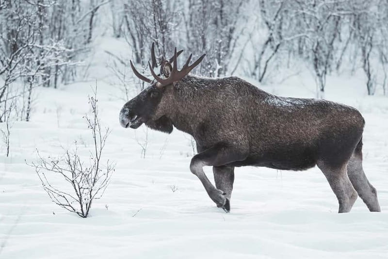 Rovaniemi: Full-Day Highlights Tour with Buffet Lunch - Honest Review of the Tour’s Strengths and Weaknesses