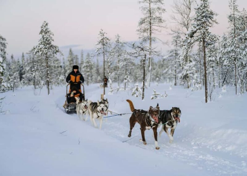 Rovaniemi: Full day Wilderness Tour by Husky Sled - From the Meeting Point to the Husky Kennel in Lapland