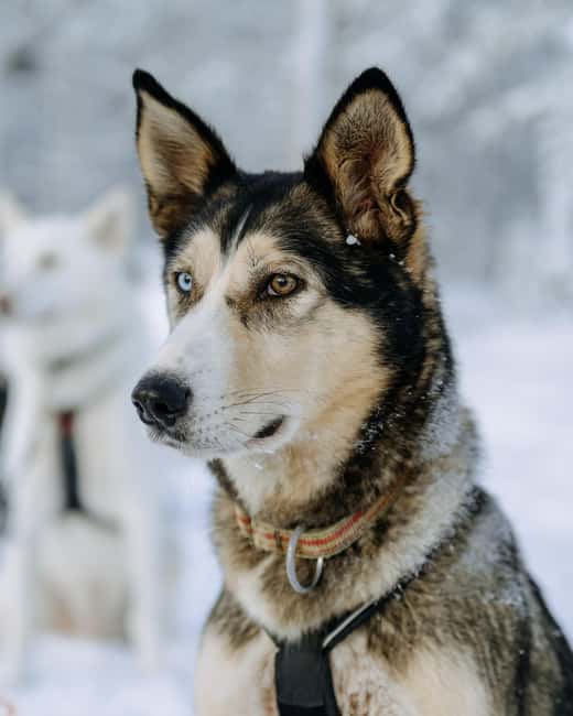 Rovaniemi: Full day Wilderness Tour by Husky Sled - Petting and Thanking the Huskies