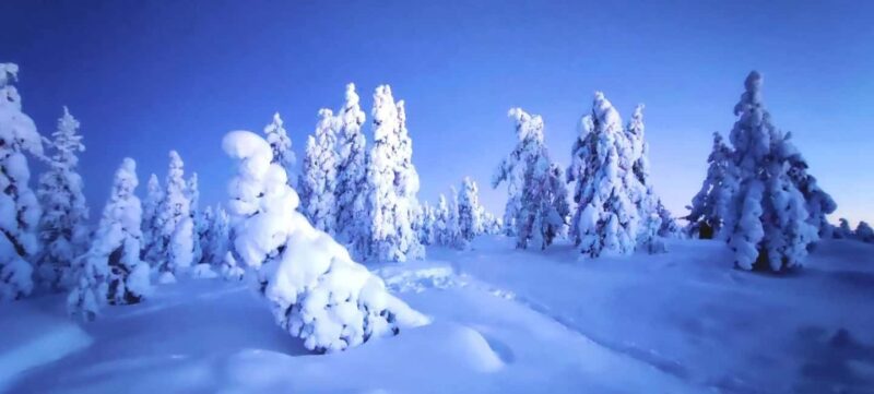 Rovaniemi: Guided Snowshoeing Forest Escape - Rovaniemis Guided Snowshoeing Forest Escape: An Authentic Arctic Adventure