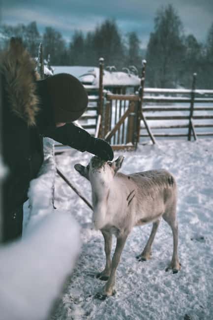 Rovaniemi: Guided Tour At Shaman Village - Arrival at the Shaman Village and Transportation Details