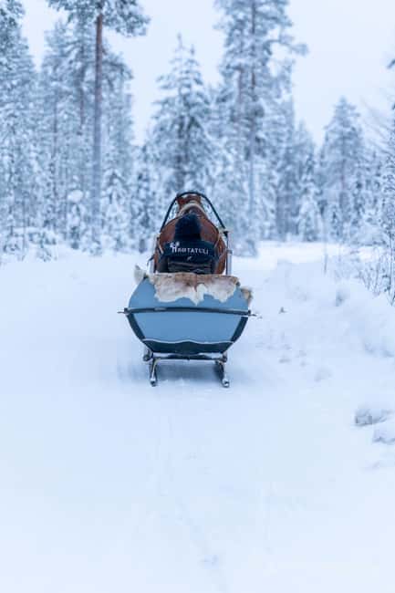 Rovaniemi: Horse-Drawn Sleigh Ride with Snacks and Transfer - The Horse-Drawn Sleigh Ride through Snowy Forests