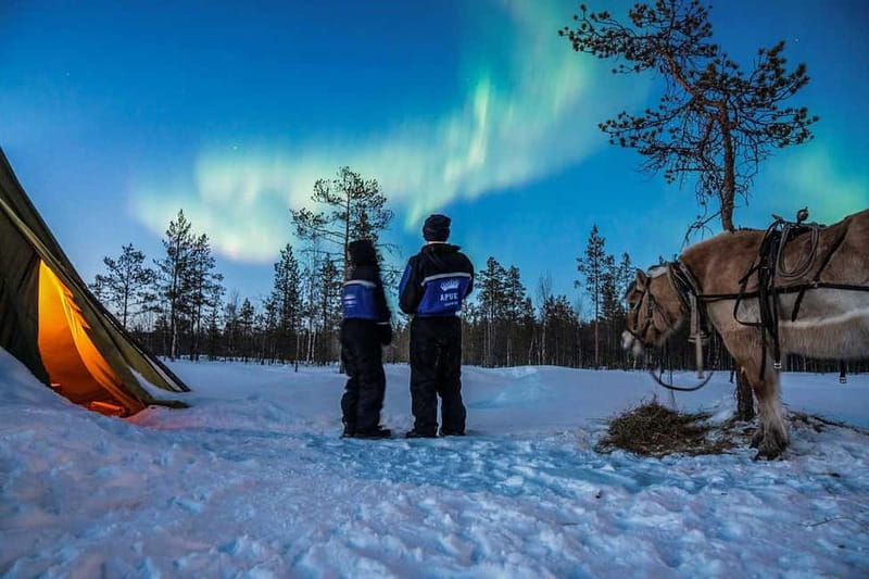 Rovaniemi: Horse Sleigh Ride under the Night Sky - Rovaniemi: Horse Sleigh Ride under the Night Sky — An Arctic Adventure in Lapland
