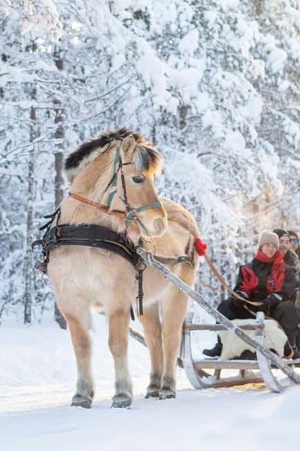 Rovaniemi: Horse Sleigh Ride under the Night Sky - Key Points
