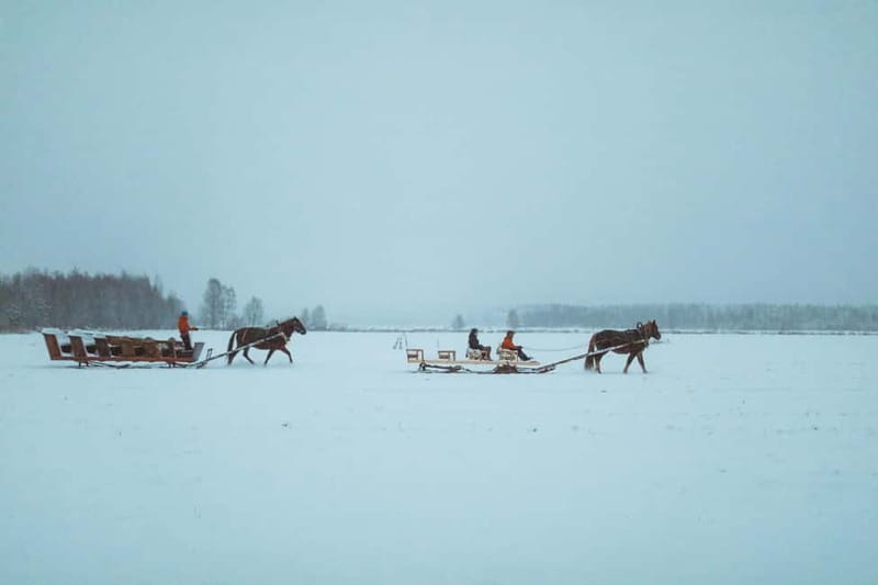 Rovaniemi: Horse Sleigh Ride under the Night Sky - Scenic Snow Trails at Apukka Resort