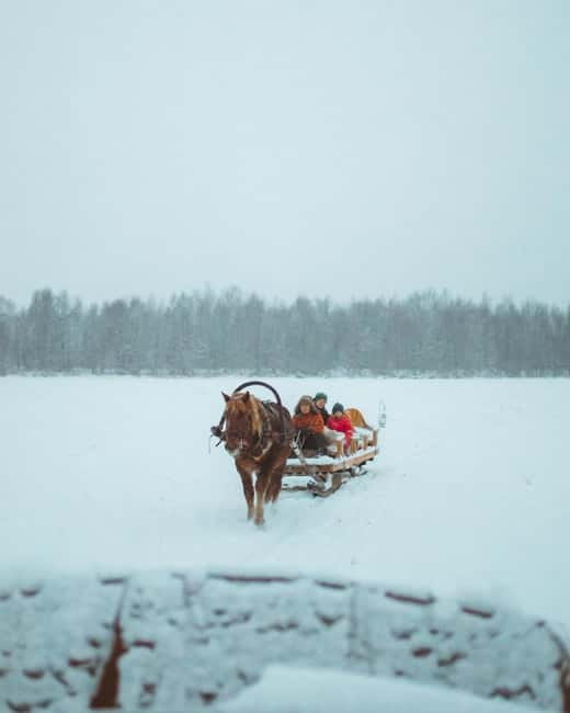 Rovaniemi: Horse Sleigh Ride under the Night Sky - The Quest for the Northern Lights