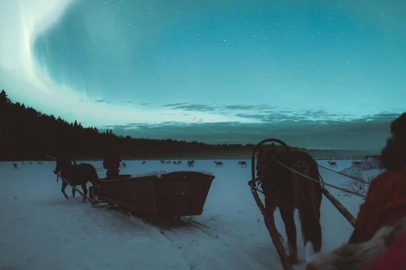 Rovaniemi: Horse Sleigh Ride under the Night Sky - Practical Information and What to Bring