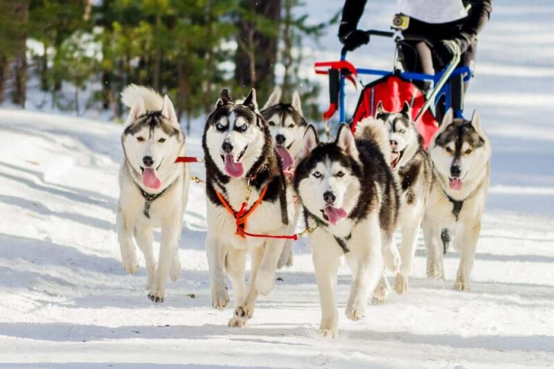 Rovaniemi: Husky and Reindeer Farm Visit with Sled Ride - Key Points
