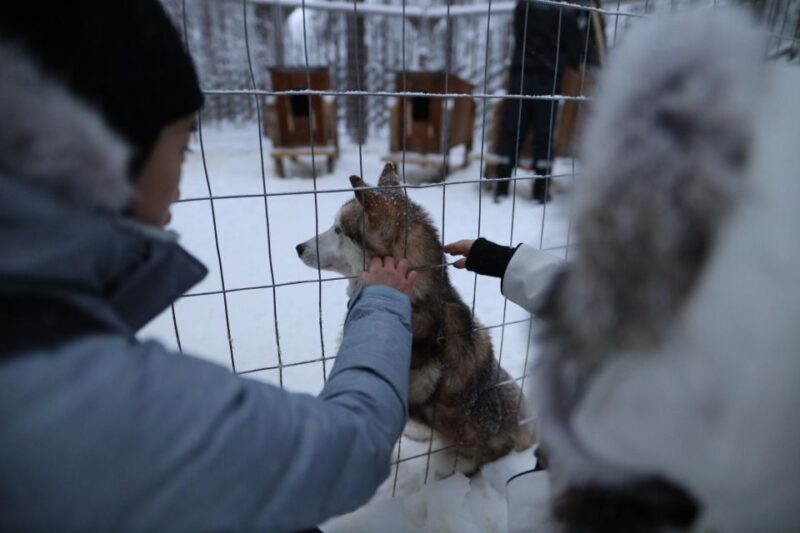Rovaniemi: Husky and reindeer farm visit with sleigh rides - Food, Drinks, and Comfort on the Tour