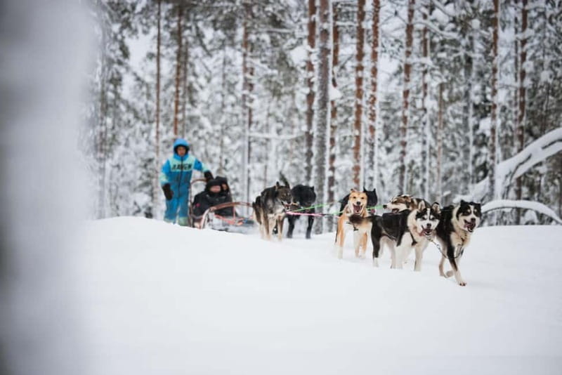 Rovaniemi: Husky Farm and Reindeer Experience - Husky Sledding: Alaskan Huskies in Action