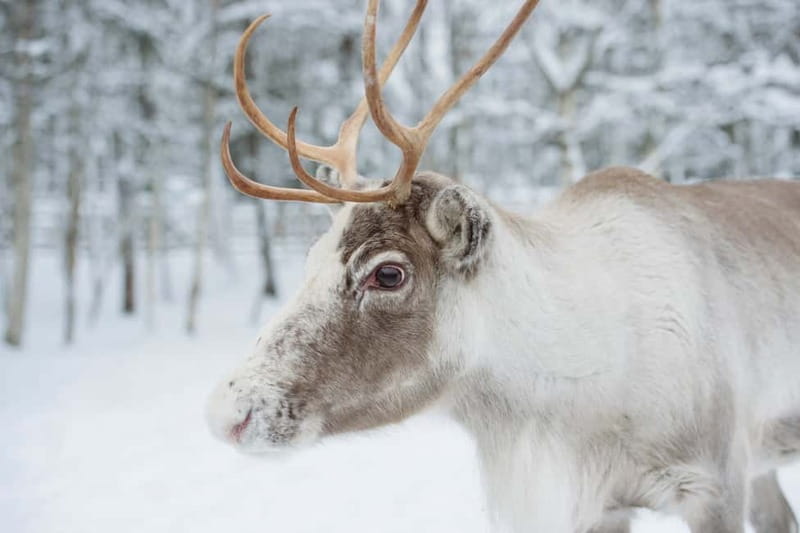 Rovaniemi: Husky Farm and Reindeer Experience - Santa Claus Village and Free Time for Shopping
