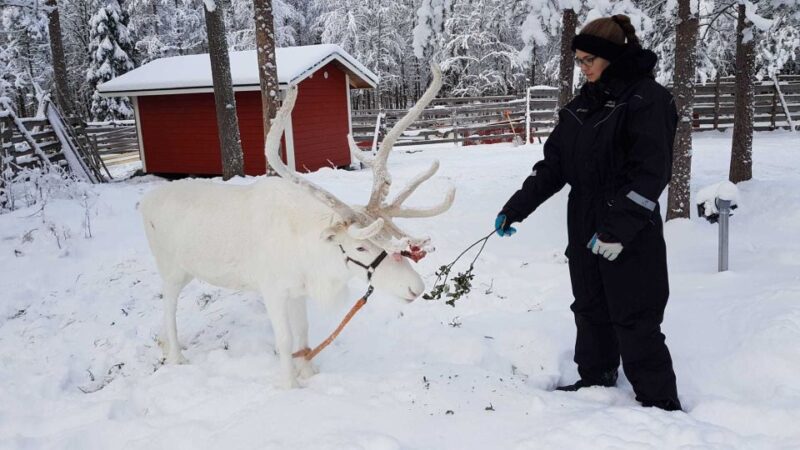 Rovaniemi: Husky Farm and Reindeer Experience - The Overall Experience and Guide Quality