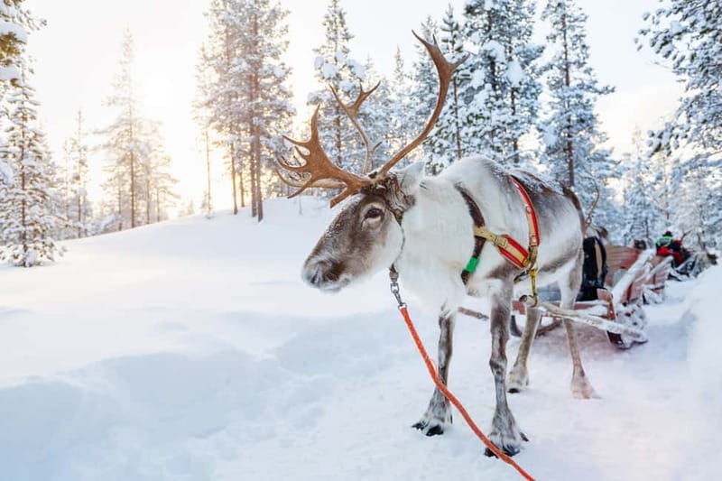 Rovaniemi: Husky Farm and Reindeer Experience - Practical Considerations and Limitations