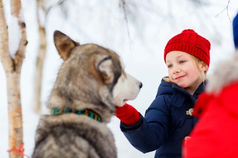 Rovaniemi: Husky Farm and Reindeer Experience - Why This Tour Stands Out in Rovaniemi