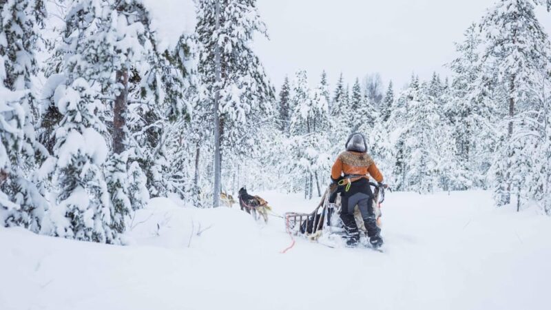 Rovaniemi: Husky Farm Visit with a Sledge Ride - Key Points
