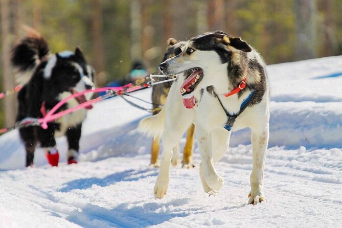 Rovaniemi Husky Safari & Campfire BBQ 610 km SelfDrive - Experience the Self-Driven Husky Sled Adventure in Rovaniemi
