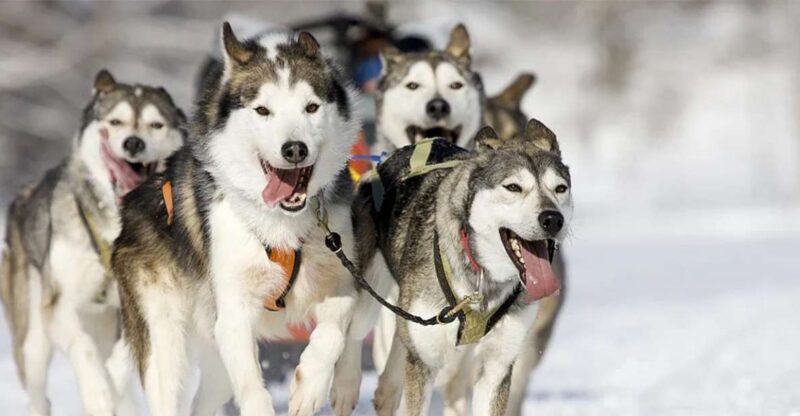 Rovaniemi: Husky Safari on a Snowy Trail - Key Points