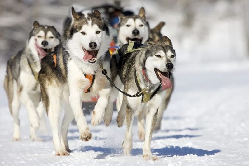 Rovaniemi: Husky Safari on a Snowy Trail - The Husky Farm Visit and Learning Opportunities