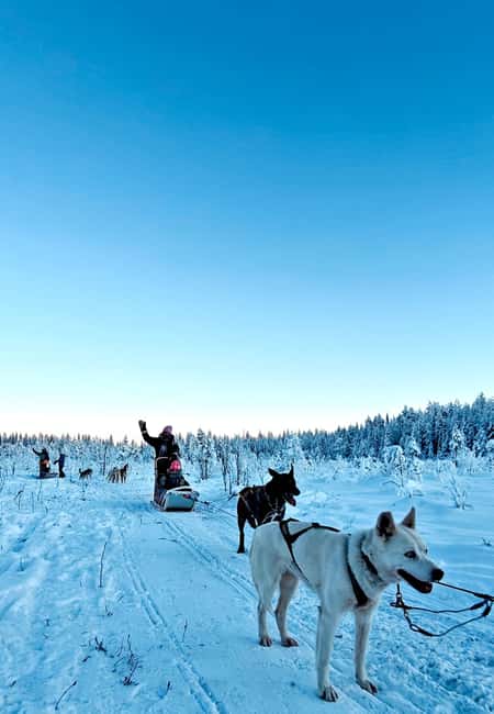 Rovaniemi: Husky Safari with Transfers & BBQ - Key Points