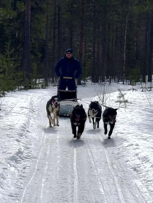 Rovaniemi: Husky Safari with Transfers & BBQ - Meeting the Huskies at the Snowy Farm