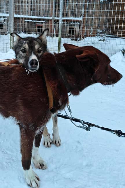 Rovaniemi: Husky Safari with Transfers & BBQ - Cozy Fire and Finnish Snacks in a Traditional Kota