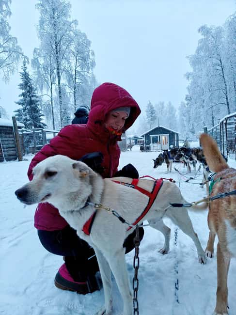 Rovaniemi: Husky Safari with Transfers & BBQ - The Guide and Overall Experience