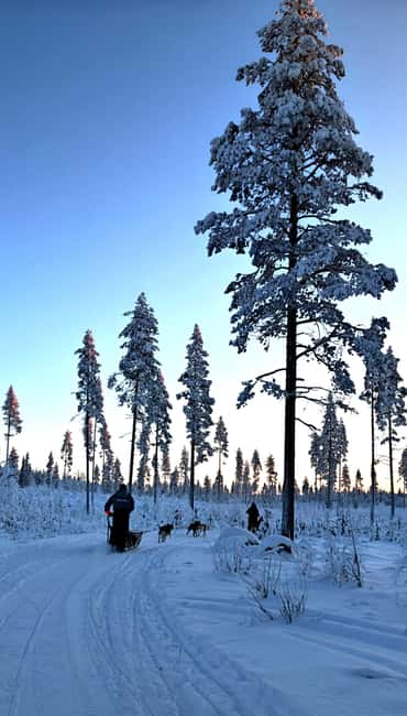 Rovaniemi: Husky Safari with Transfers & BBQ - Final Thoughts on the Husky Safari in Lapland