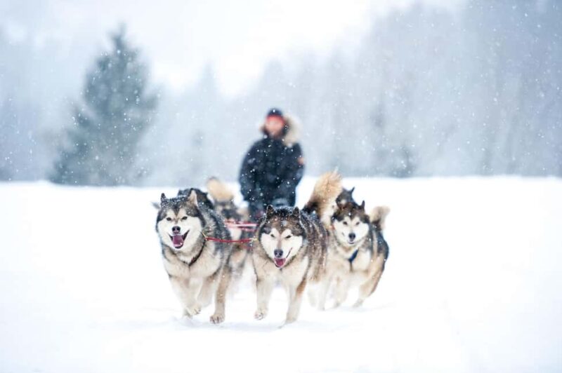 Rovaniemi: Husky Sled Ride 2km and Kennel Visit with Pickup - Practical Details: Pickup, Timing, and Preparation