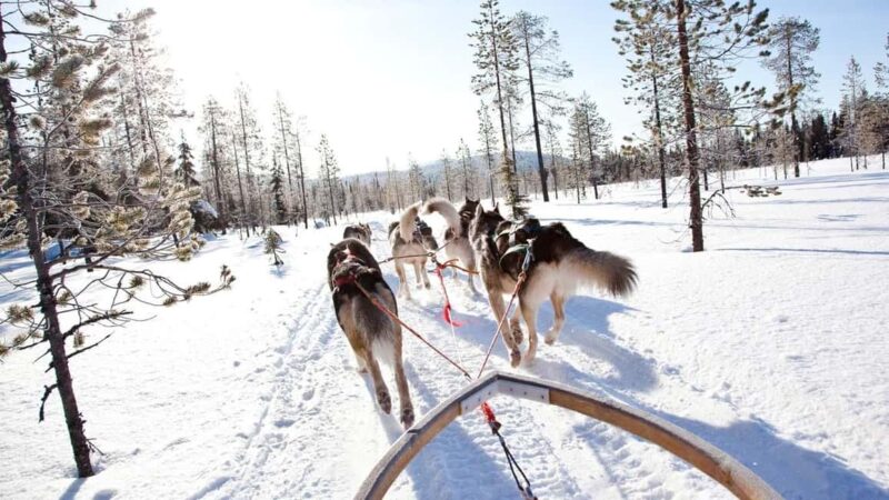 Rovaniemi: Husky Sled Ride and Farm Visit - Additional Options and Similar Experiences
