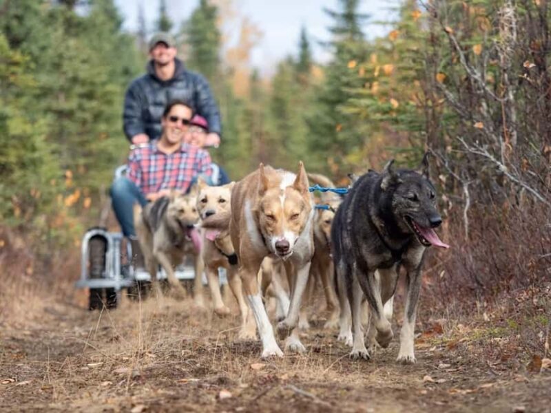 Rovaniemi: Husky Sled Ride and Farm Visit - Who Will Enjoy This Experience Most?