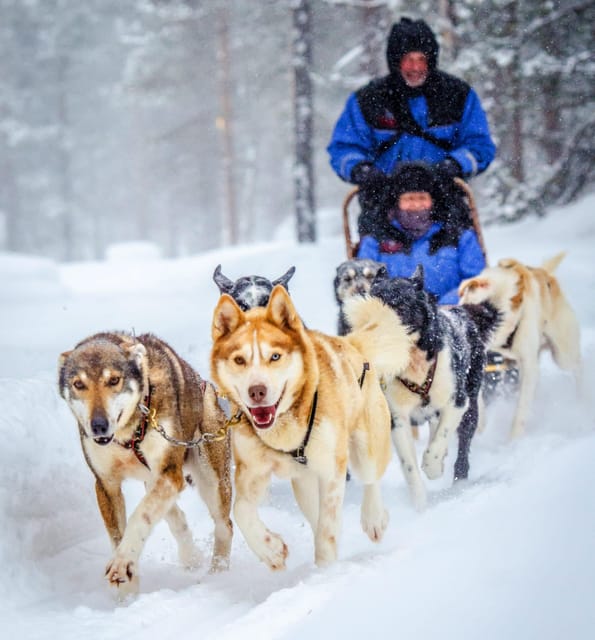 Rovaniemi: Husky Sled Ride and Farm Visit - Meeting the Husky Team: Interacting with the Dogs