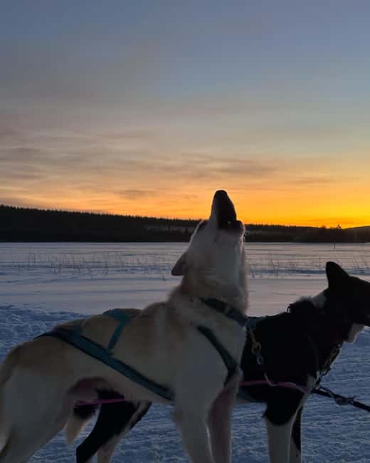 Rovaniemi: Insider 10 km Husky Sled Ride - Key Points