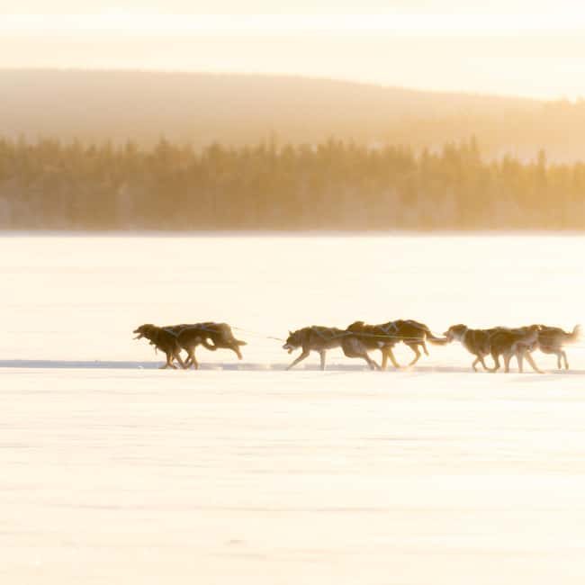 Rovaniemi: Insider 10 km Husky Sled Ride - Pick-up and Location Details for a Cozy Start