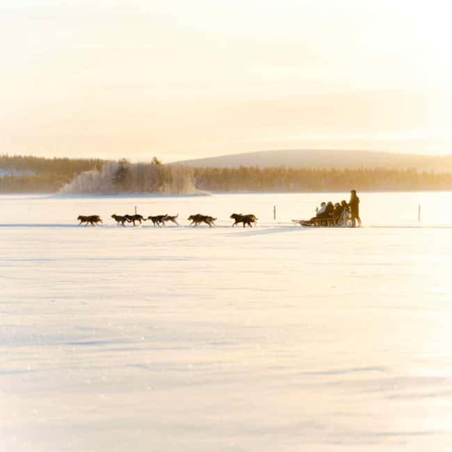 Rovaniemi: Insider 10 km Husky Sled Ride - Meeting the Huskies and Learning About Their Lives