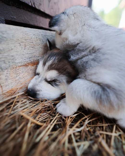 Rovaniemi: Insider 10 km Husky Sled Ride - The 10 km Husky Sled Ride: Driving and Relaxing
