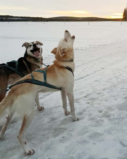 Rovaniemi: Insider 10 km Husky Sled Ride - Photo Opportunities and Huskies Personalities