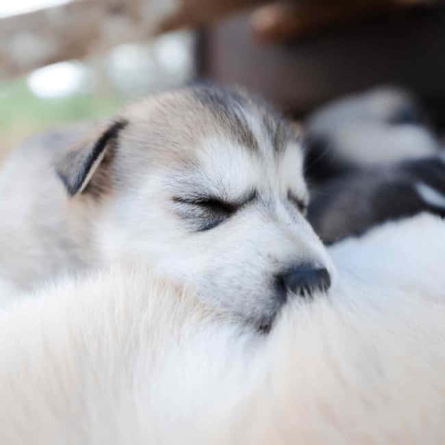 Rovaniemi: Insider 10 km Husky Sled Ride - Considerations and Limitations