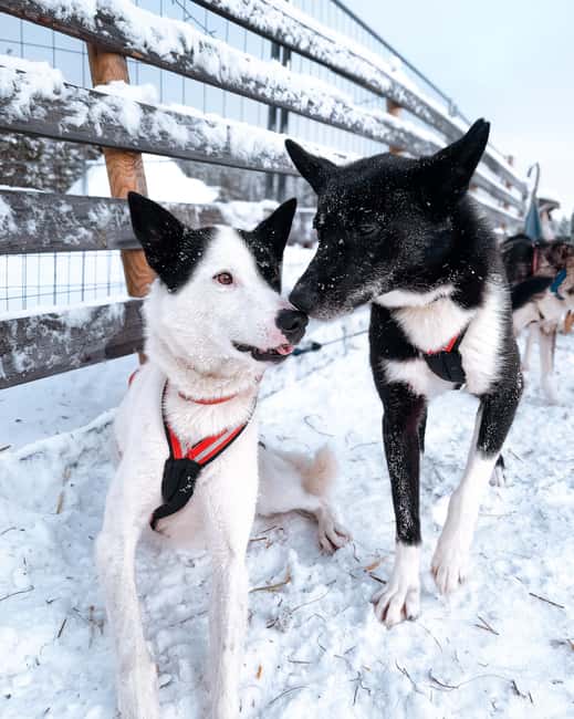 Rovaniemi: Insider 10 km Husky Sled Ride - Booking and Cancellation Flexibility