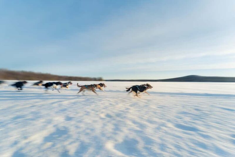Rovaniemi: Insider 5km Husky Self Drive Tour - The 5 km Self-Drive Sled Trail Through Snowy Forests