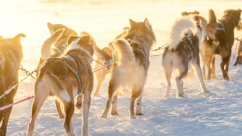 Rovaniemi: Insider 5km Husky Self Drive Tour - The Experience of Driving Your Own Husky Sled