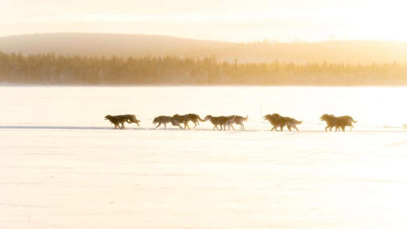 Rovaniemi: Insider 5km Husky Self Drive Tour - Return Journey and Overall Value