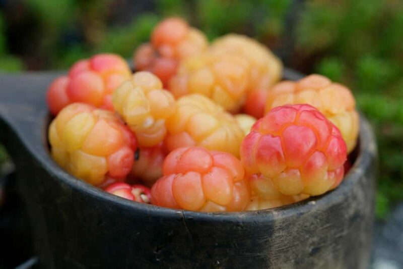 Rovaniemi: Insider Berry and Mushroom Picking & Pancakes - Starting Point and Transportation in Rovaniemi